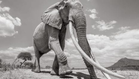 DANCING WITH ELEPHANTS – What I learned from working with Utilities.
