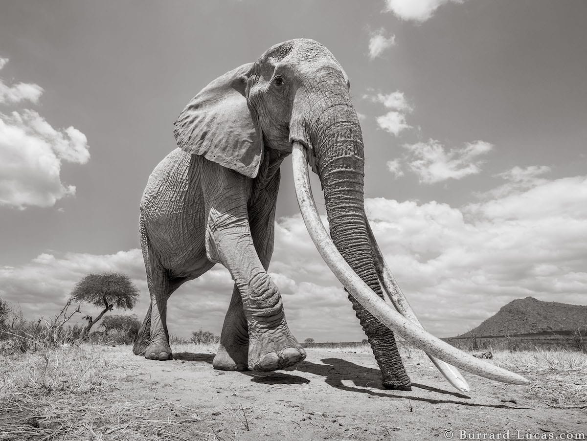 DANCING WITH ELEPHANTS – What I learned from working with ...