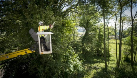 Northern Powergrid invests £9m in tree clearance