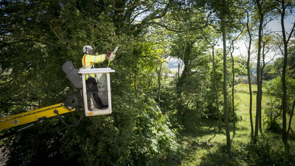 Northern Powergrid invests £9m in tree clearance